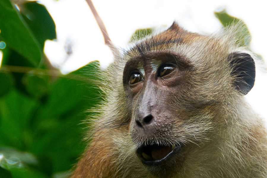 ��������� ����